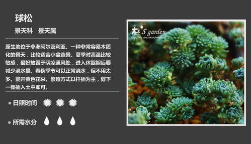 1000个植物名字