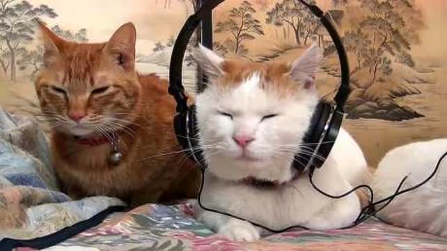 猫咪戴耳机听音乐,真的好可爱,好怕它突然唱歌 