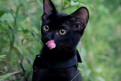 见过喜欢遛弯的黑猫吗 不仅长得帅还胆大 猫圈话题