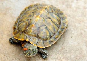 巴西龟干养多久补一次水,乌龟干养多久需要泡水？