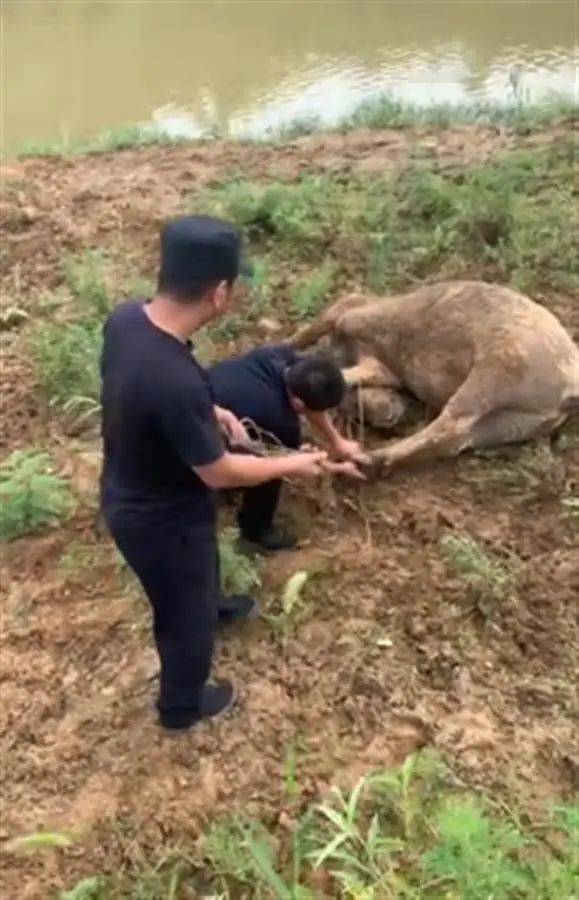 水牛被绳子缠绕险窒息,江夏民警冒险解绳助牛脱困