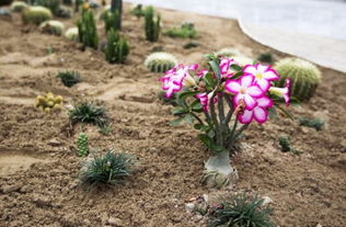 沙漠玫瑰种子怎么种植,沙漠玫瑰种子播种温度和土壤？