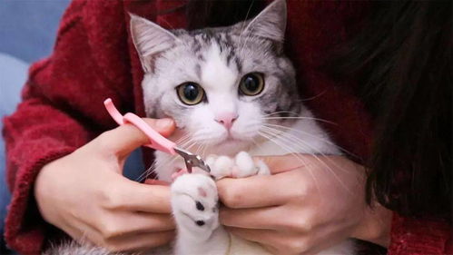 猫咪剪指甲教程(猫咪剪指甲正确方法)