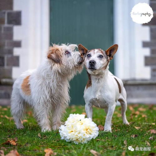 世界真奇妙 摄影师专门为狗狗们拍摄结婚照 