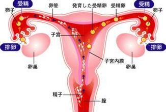 输卵管堵塞机制及病理生理 