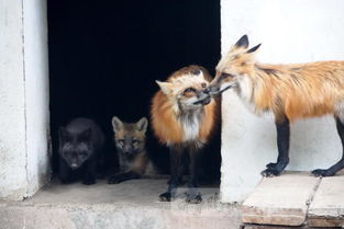 济南赤狐生诞下幼仔 其中一只浑身黑色 