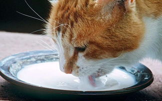 最常被误导的猫咪到底能不能喝牛奶