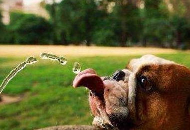 都知道多喝水对狗狗好,但要注意这五点,你知道吗