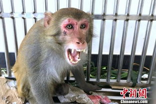 国家二级保护动物猕猴闯闹市 被警方 拘捕 