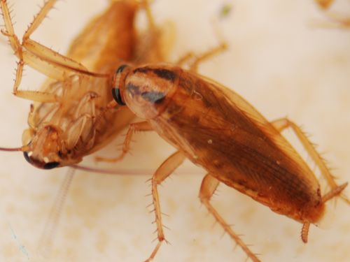 蟑螂怕什么