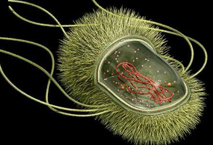 原核生物为什么没有染色体 