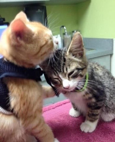 小花猫被主人带去打针,橘猫看到它很恐惧害怕,竟用这招安慰它