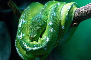 盘点全球五大最美艳的蛇,它毒性超眼镜王蛇,第五全粉少女心十足