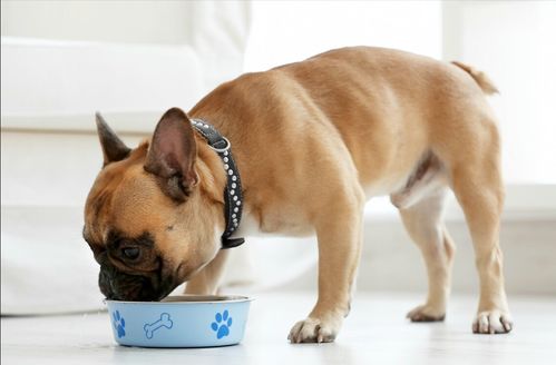 狗狗吃新狗粮拉稀了,是什么原因呢