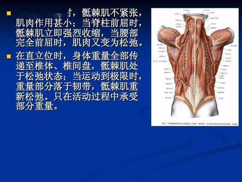 与脊柱相关的肌肉和筋膜