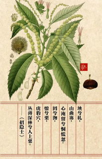 楚辞 里的花草情