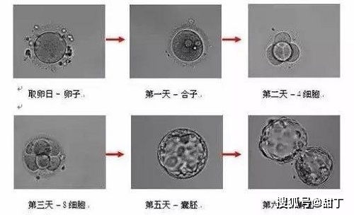 囊胚和普通胚胎的不同之处