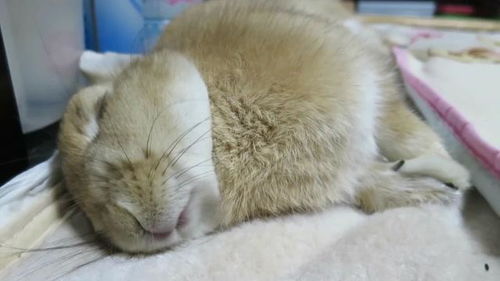 这睡觉的是兔子还是老鼠 看起来有点萌 