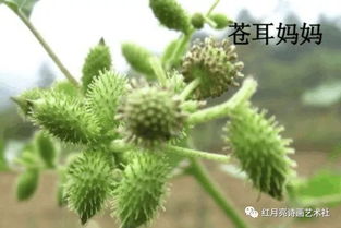 红月亮诗画艺术社 灵霞之声 植物妈妈有办法