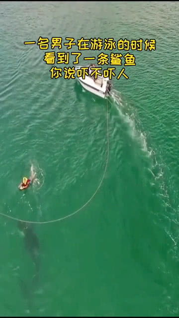 一名男子在游泳的时候看到了一条鲨鱼 你说吓不吓人 
