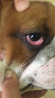 狗狗眼睛里面长了个疙瘩 
