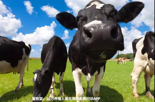 牛不爱吃精料是什么原因