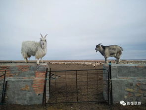 图门吉日嘎乐（吉日嘎朗图镇：历史与文化交融，探寻藏族传统之美！）第2张-八字查询