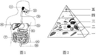 图中能代表一日三餐中各种食物合理配置比例的是 