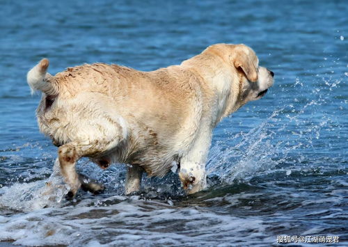 擅长游泳的5种狗,关键时刻还能救人,值得你饲养