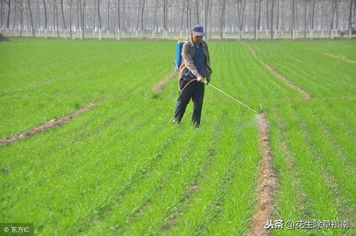 2019年小麦返青期麦田除草剂化学防控推荐指南,种植户收藏版