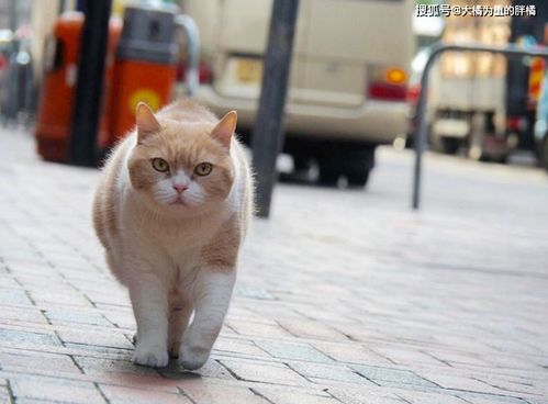 香港网红猫因病去世,当初走丢却走红,还到日本当队长,喵生精彩
