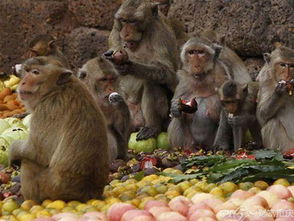 驴节 筷子节还有猴子大餐节,外国人太奇葩,竟过这五种奇怪节日 
