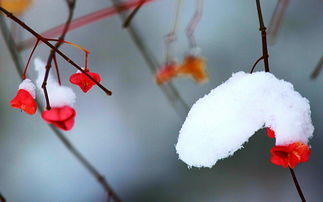 小雪节气诗句(小雪时节古诗)