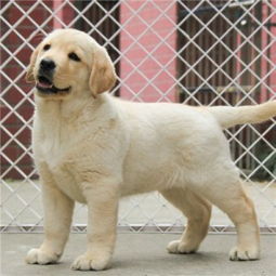 纯种拉布拉多幼犬展示,拉布拉多价格多少钱一只 