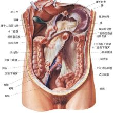 腹部内脏器官图分布图