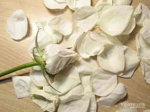 白玫瑰花语是什么 白玫瑰花语大全