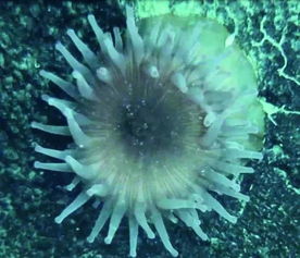 深海生物的长相跟水深有关 手机新浪网 