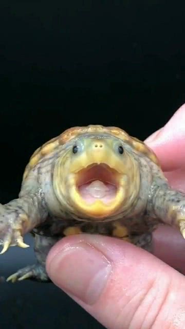 这么可爱的乌龟,你喜欢吗 
