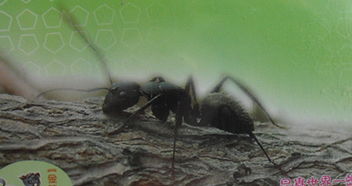 鉴别蝉及蚂蚁的种属名 