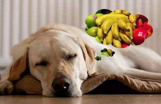 哪些水果狗狗可以吃,哪些水果狗狗不能吃,你都知道吗