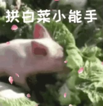 小猪拱白菜微信表情包图片