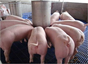 猪催肥最简单方法,五十斤的猪吃什么长得最快？