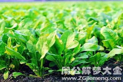 梦见菠菜地是什么意思 梦到菠菜地好不好 大鱼解梦网 