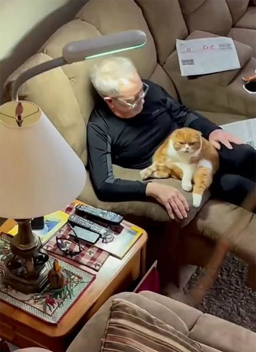 这只小猫拒绝离开与癌症作斗争的主人爷爷的身边 日夜陪伴
