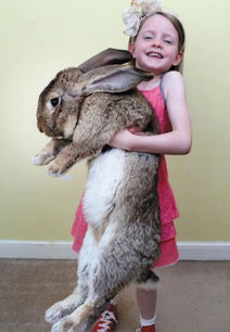 世界上最大的兔子重45斤体长逾1米 图
