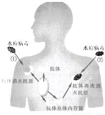 消化液 信息图文欣赏 信息村 K0w0m Com