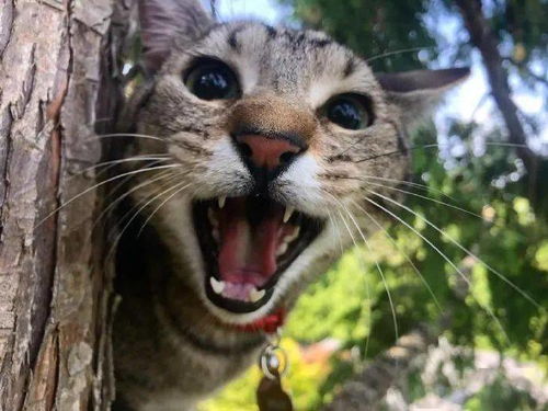 躲在树上凶凶的猫咪,你们怕不怕 