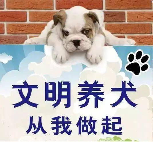 蚌埠警方开出首例不文明养犬罚单