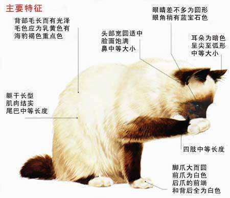 养一只不常见的猫,是种什么体验 伯曼猫了解一下 