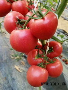 芹菜种苗（芹菜种苗培育技术及其应用研究）